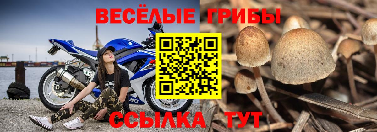 Псилоцибиновые грибы мицелий Архангельск